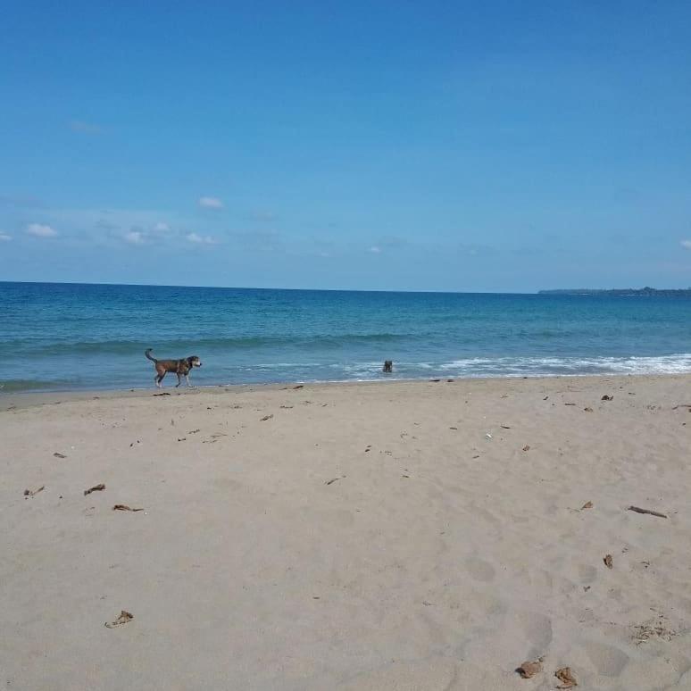 Tasty Dayz Hostel Puerto Viejo de Talamanca Zewnętrze zdjęcie